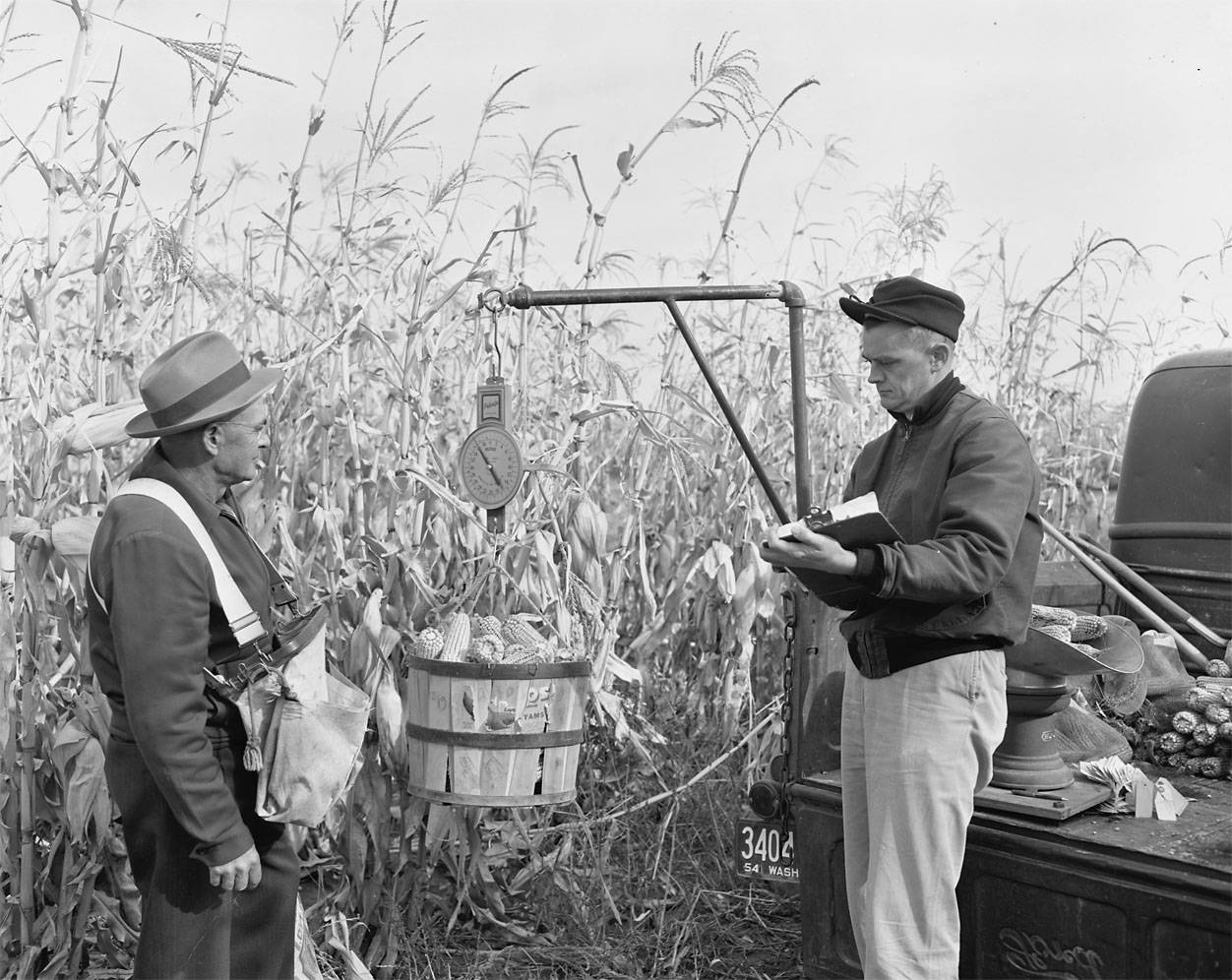 Corn Variety trial, Roza, Washington, 1955;  Prosser Heritage, WSUP280